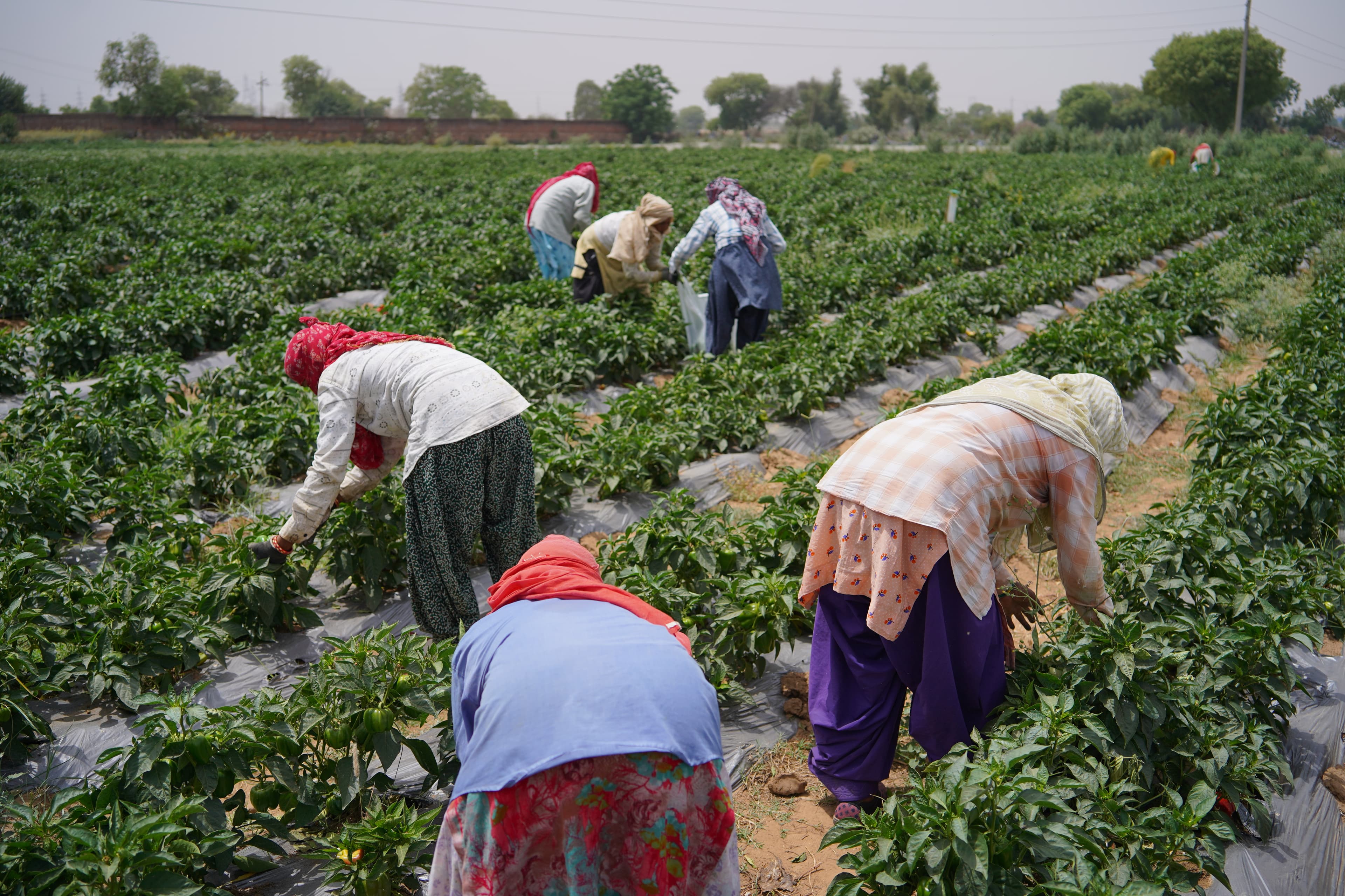 17-Acre Smart Nursery